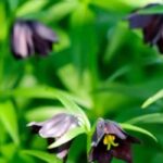 Notre sélection de bulbes d'été qui prospèrent à l'ombre ou à la mi-ombre