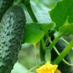 Quelles plantes associer avec le concombre ?