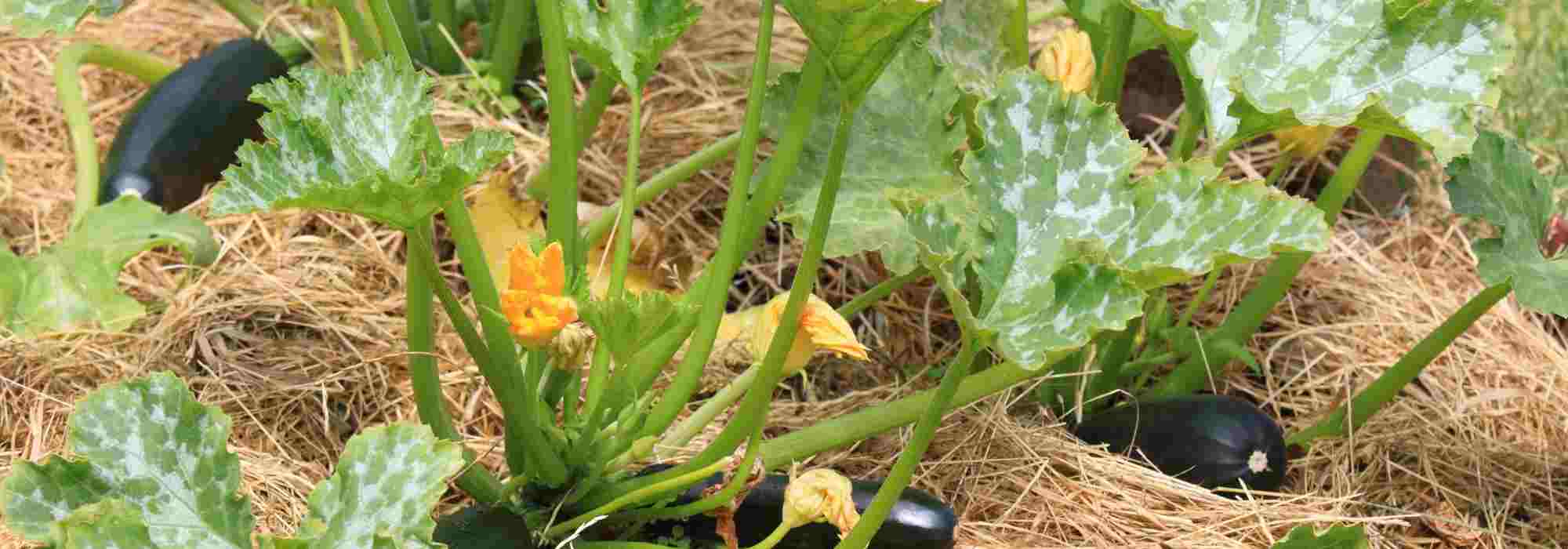 Courgettes : les valeurs sûres