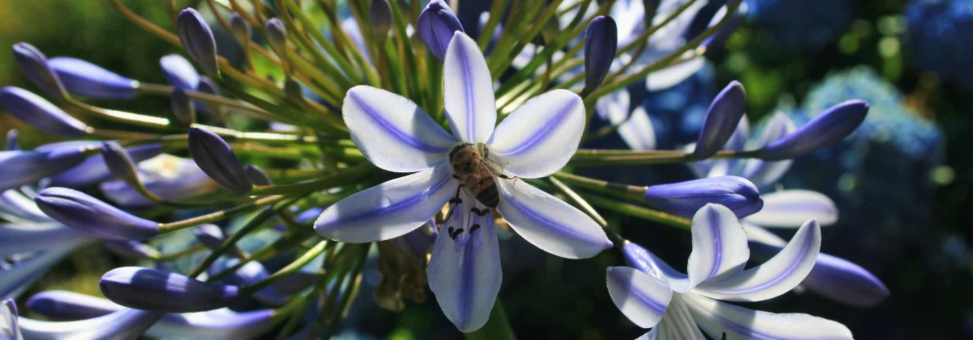 Quel est le meilleur endroit pour planter une agapanthe ?