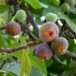 Figuier : les variétés incontournables pour le jardin