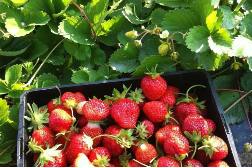 fraisier cirafine variété remontante 