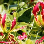 Craquez pour des grimpantes originales qui vont faire sensation dans votre jardin