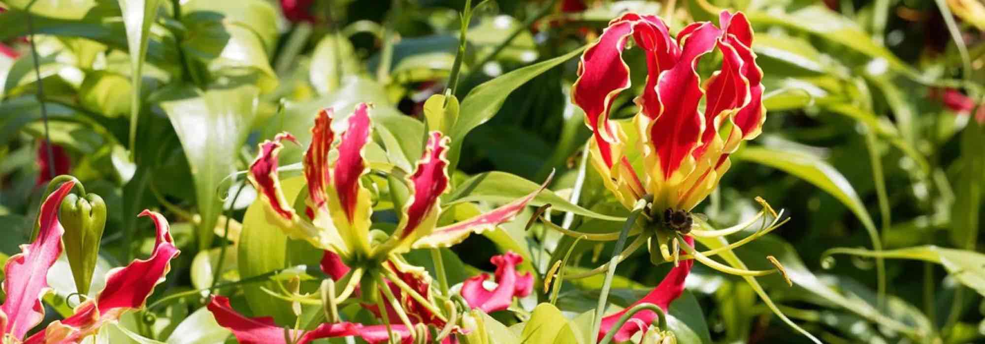 Craquez pour des grimpantes originales qui vont faire sensation dans votre jardin