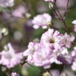 Gypsophile : découvrez les qualités de différentes variétés