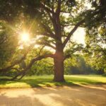 Pourquoi privilégier les vieux arbres ? L'importance insoupçonnée des arbres anciens