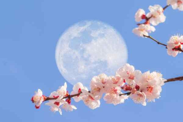 La lune, amie du jardinier : info ou intox ?