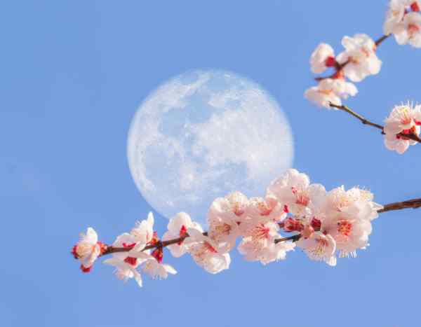 La lune, amie du jardinier : info ou intox ?