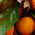 Kaki : les meilleures variétés