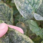 Maladies et parasites du lilas