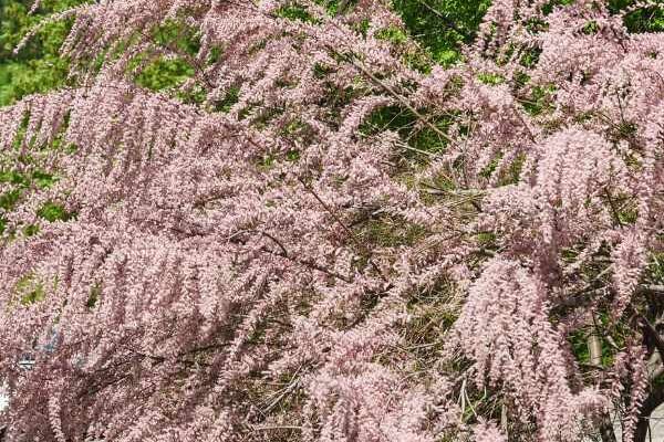 Comment multiplier le tamaris par bouturage ?