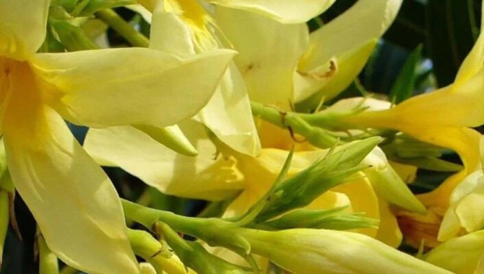 5 lauriers-roses à fleurs jaunes pour un jardin lumineux