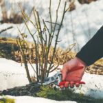 Gourmands des rosiers : pourquoi et comment les éliminer ?