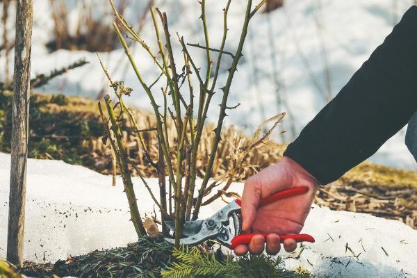 Gourmands des rosiers : pourquoi et comment les éliminer ?