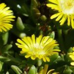 7 vivaces couvre-sol à croissance rapide