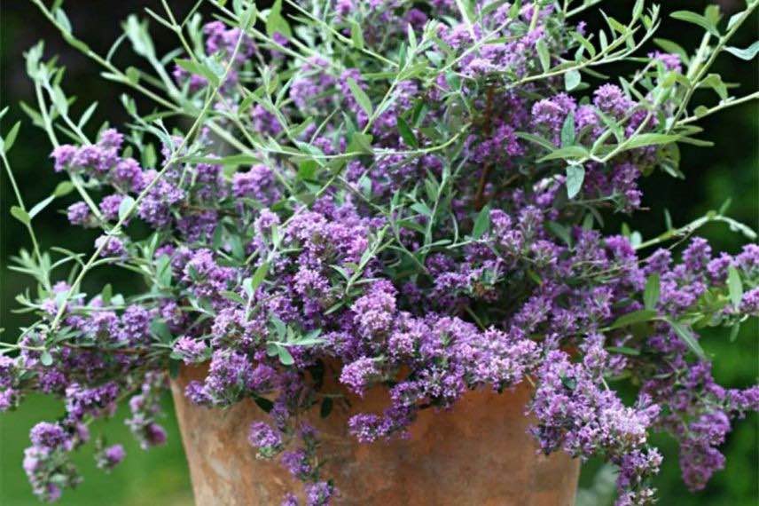 buddleia nain