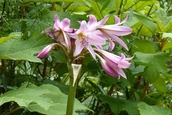Comment planter les Crinums ?