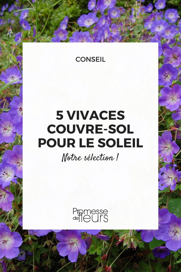 Découvrez 5 vivaces couvre-sol pour le soleil (1) geranium vivace rozanne