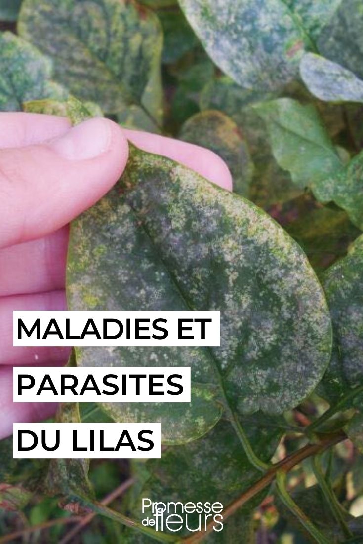 Br lure Du Lilas Sympt mes Arbustes Lilas Photos TBXSUN Br lure Du Lilas Sympt mes Arbustes Lilas Photos TBXSUN