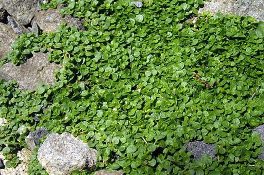 menthe de corse