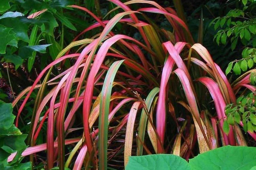 phormium coloré