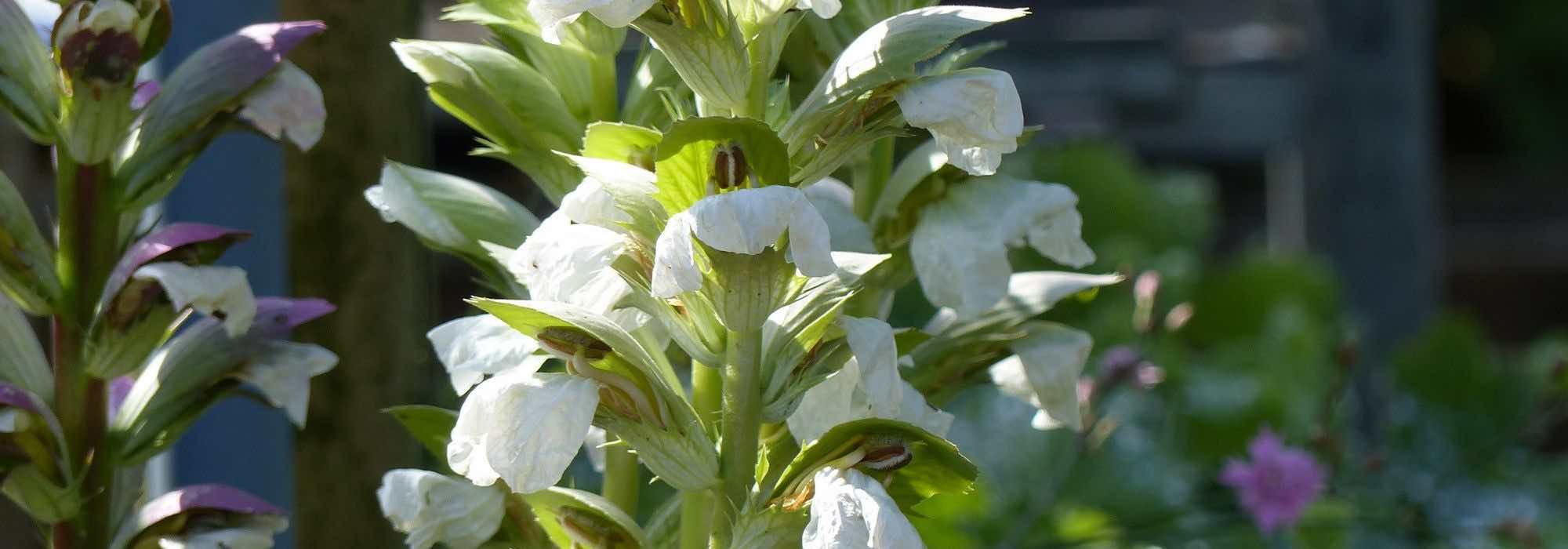 Acanthe : les plus belles variétés à découvrir