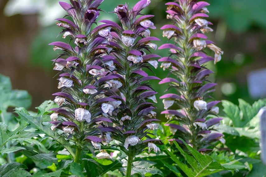 fleurs d'acanthe