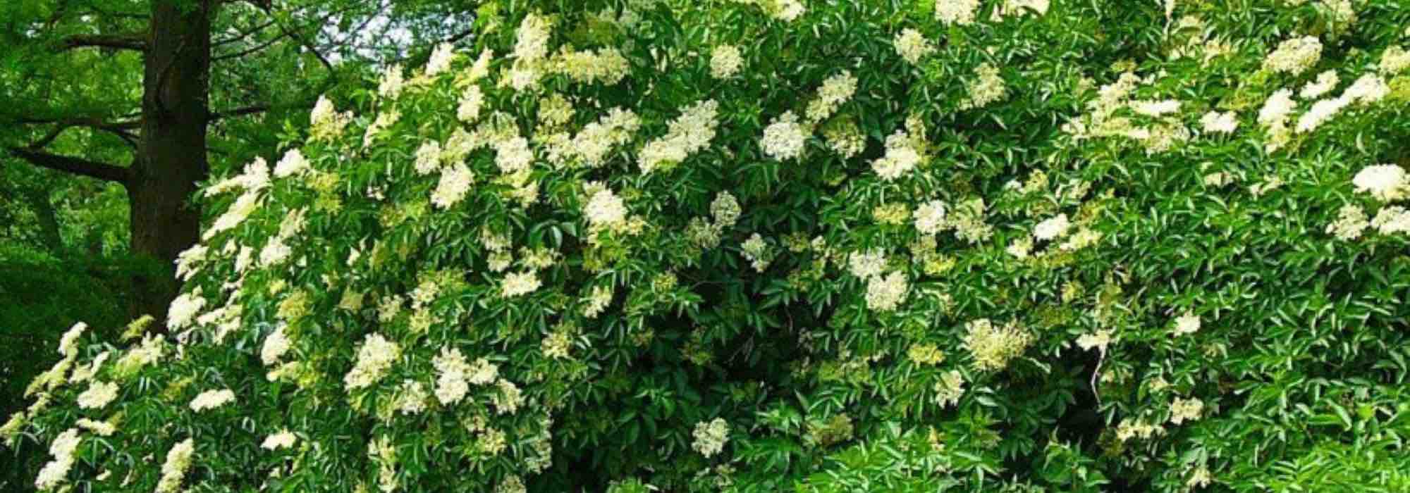 7 arbustes faciles et inratables pour jardiniers débutants