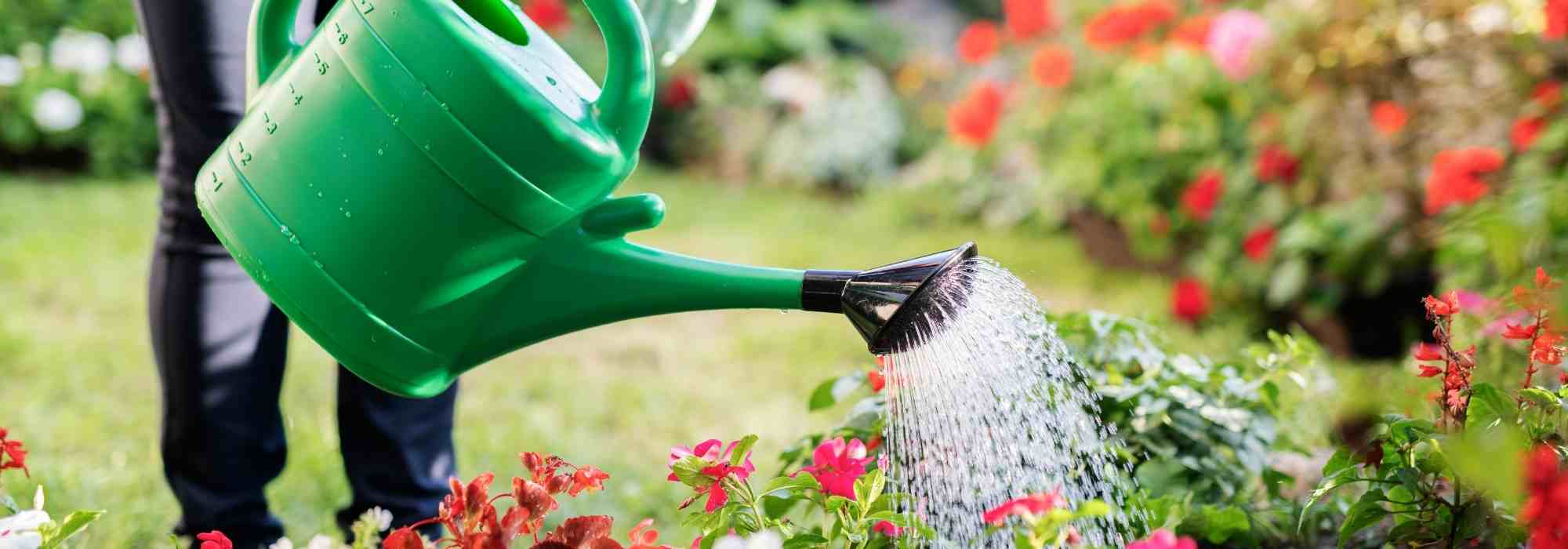 À quelle fréquence arroser son jardin en été ?
