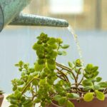 Les secrets d'un arrosage réussi : 7 règles d'or pour vos plantes d’intérieur 