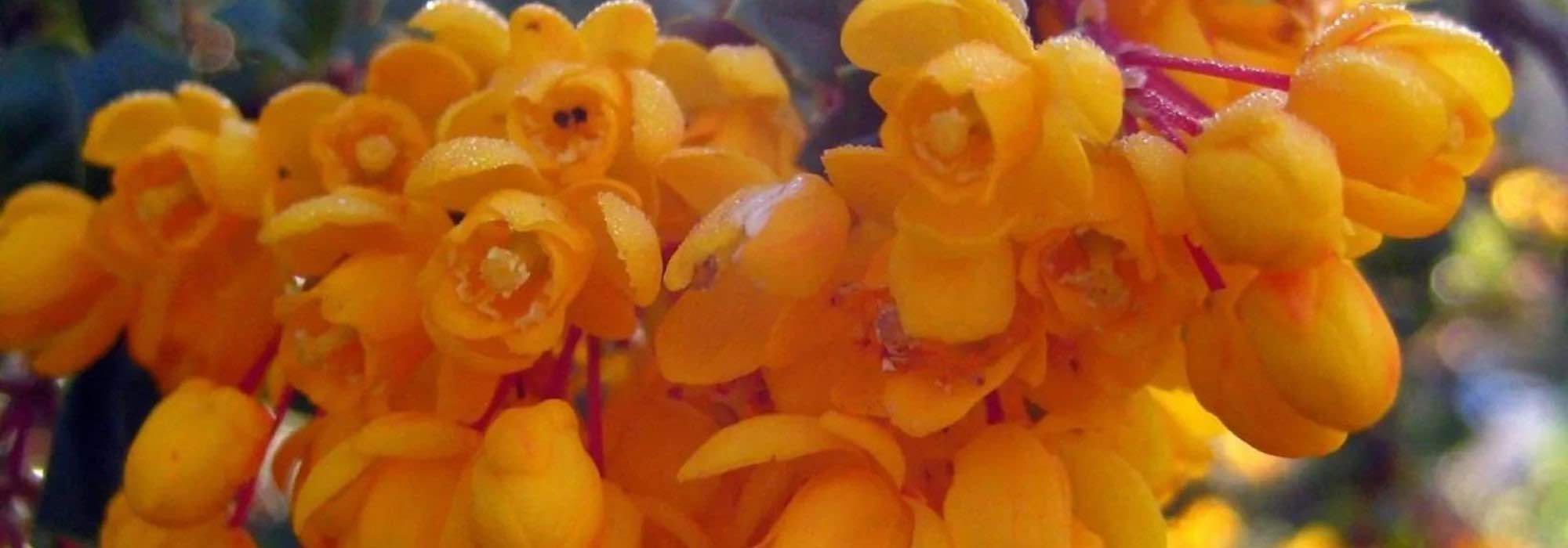 Berbéris : 5 variétés faciles et colorées à cultiver en pot