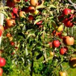 Quels engrais choisir pour les fruitiers ?