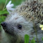 Le hérisson au jardin : un allié précieux pour la biodiversité