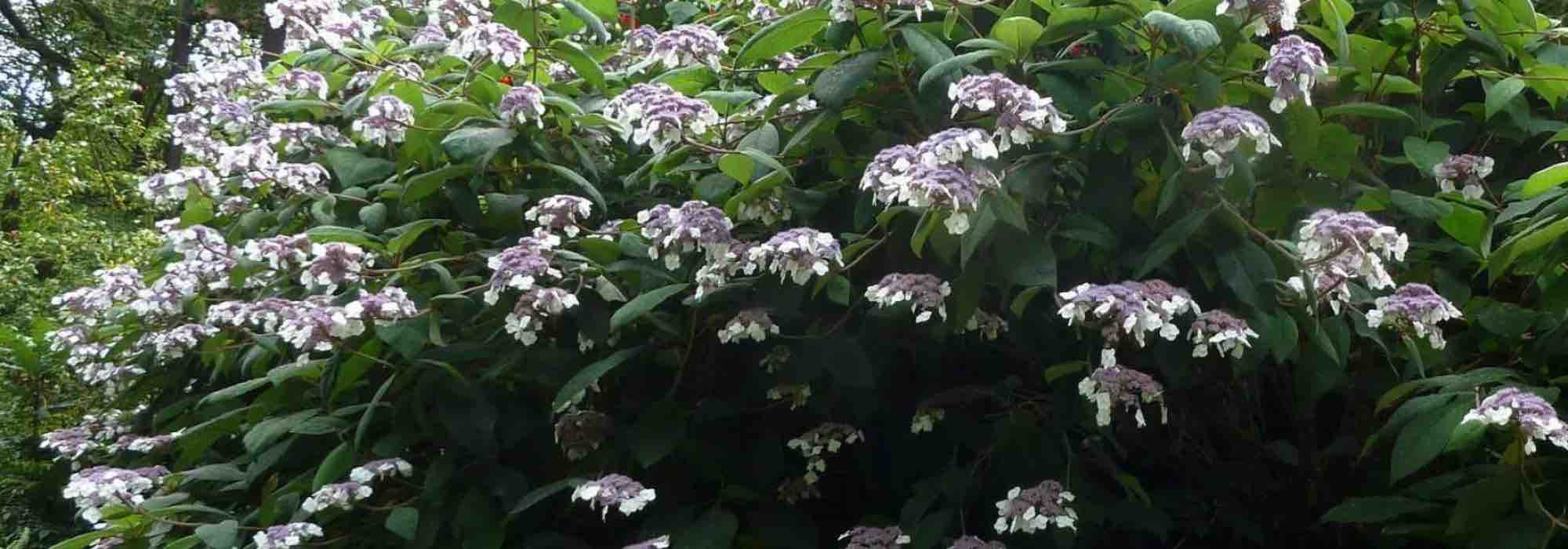 Quels sont les hortensias pour l’ombre ?