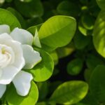Maladies et parasites du gardénia