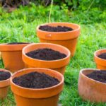 Que faire de la terre et du terreau des vieux pots de fleurs ?