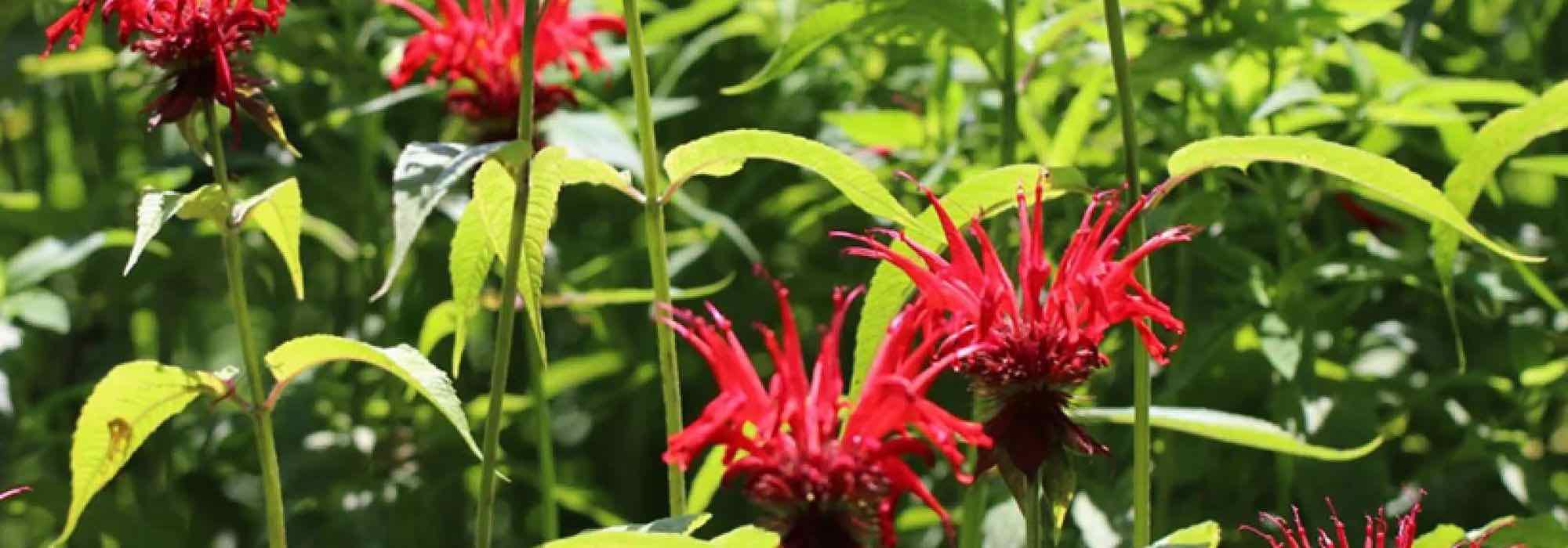 Les meilleures vivaces aromatiques pour un jardin beau et utile