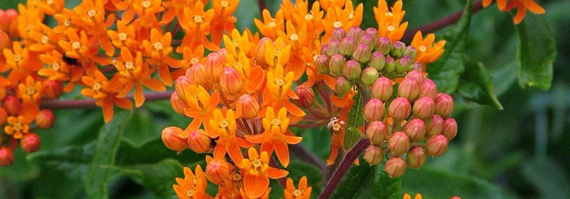 Créez un jardin luxuriant et dépaysant avec ces 7 vivaces exotiques