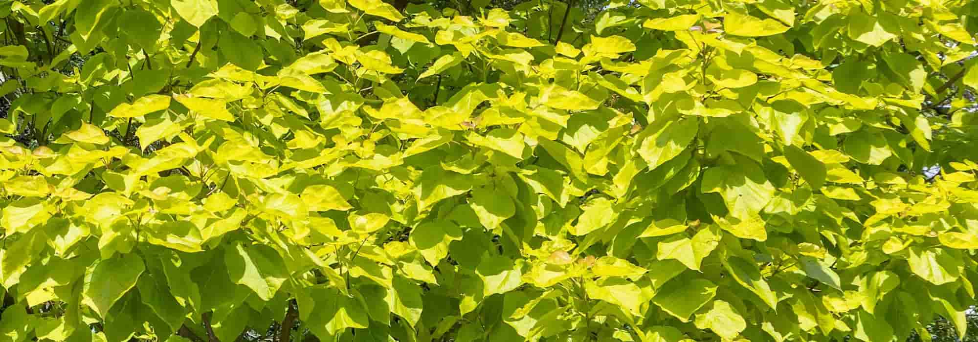 7 arbres à feuillage doré
