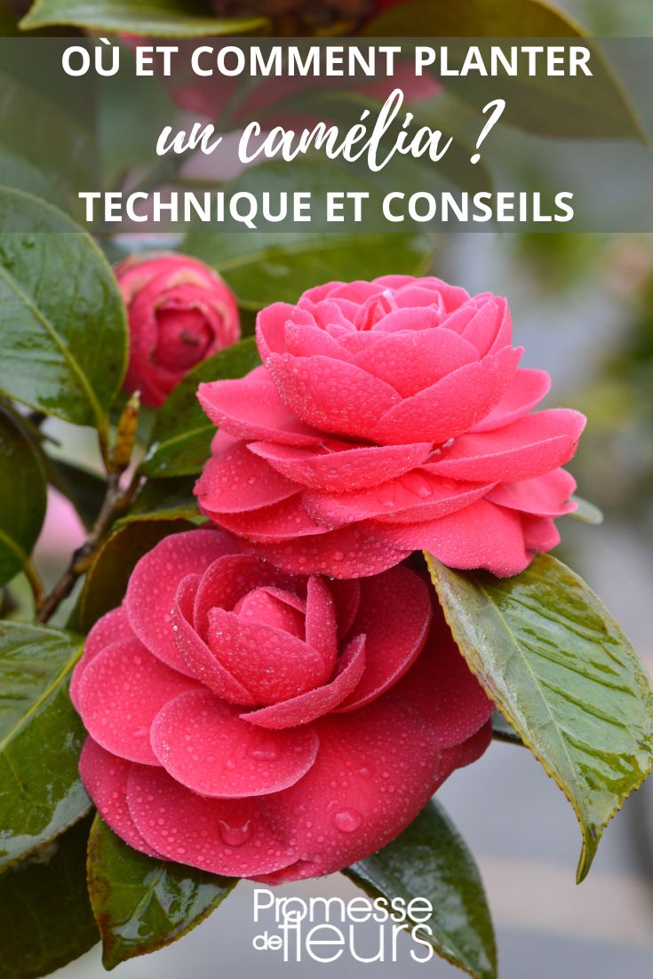 fleurs de camelia