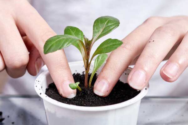 Comment bien repiquer les jeunes plantes ?