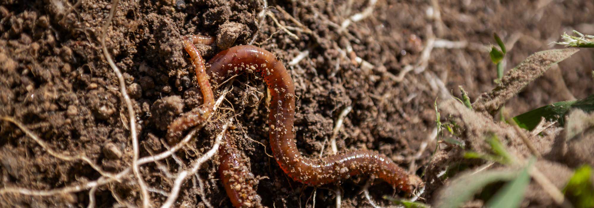 La vie du sol décryptée : comprendre son rôle essentiel au jardin