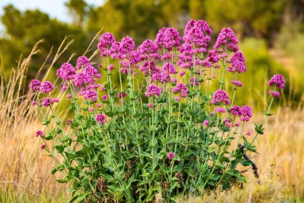 Valériane, Lilas d'Espagne : comment la multiplier ?