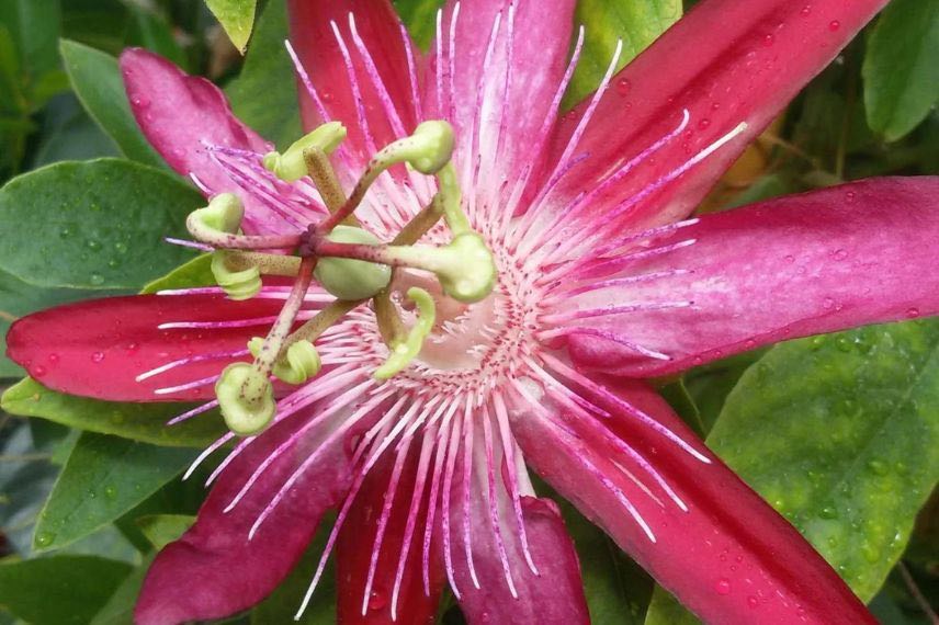 passiflore michael