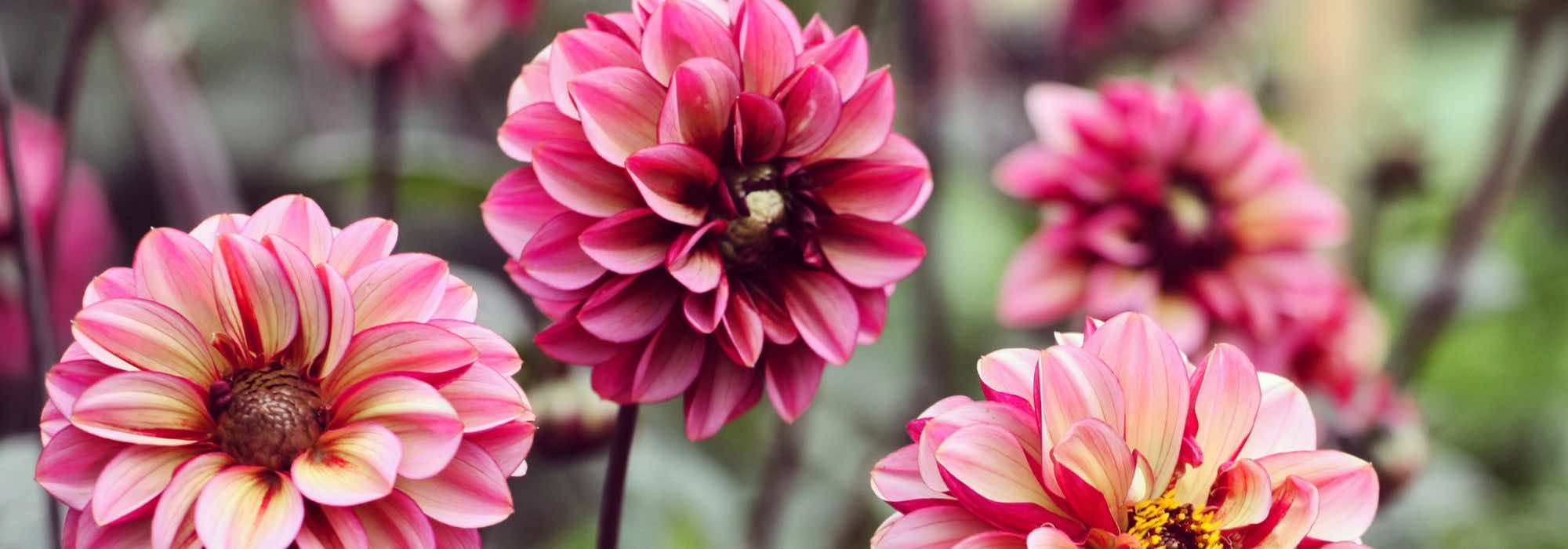 Jardinez sans effort : adoptez ces bulbes d'été pour débutants !