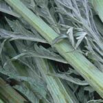 Cultivez le cardon, un légume aux côtes savoureuses