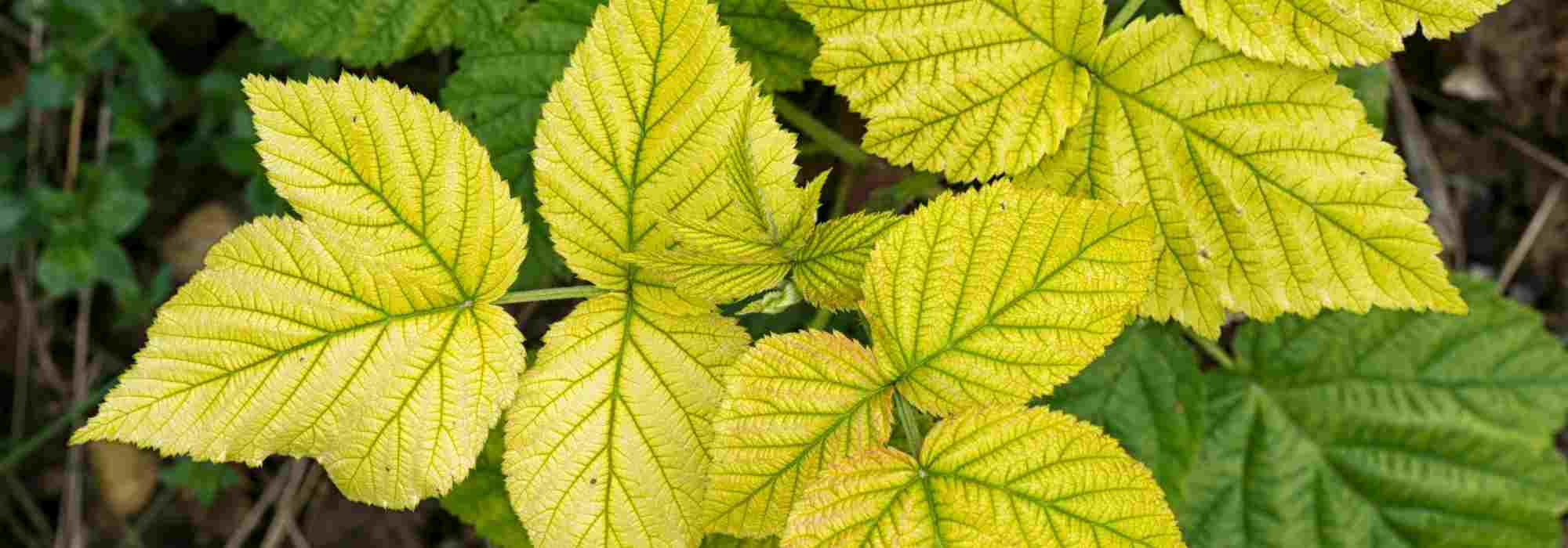 Carences des plantes : les identifier pour mieux les corriger