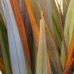 Comment bien choisir un Phormium ?