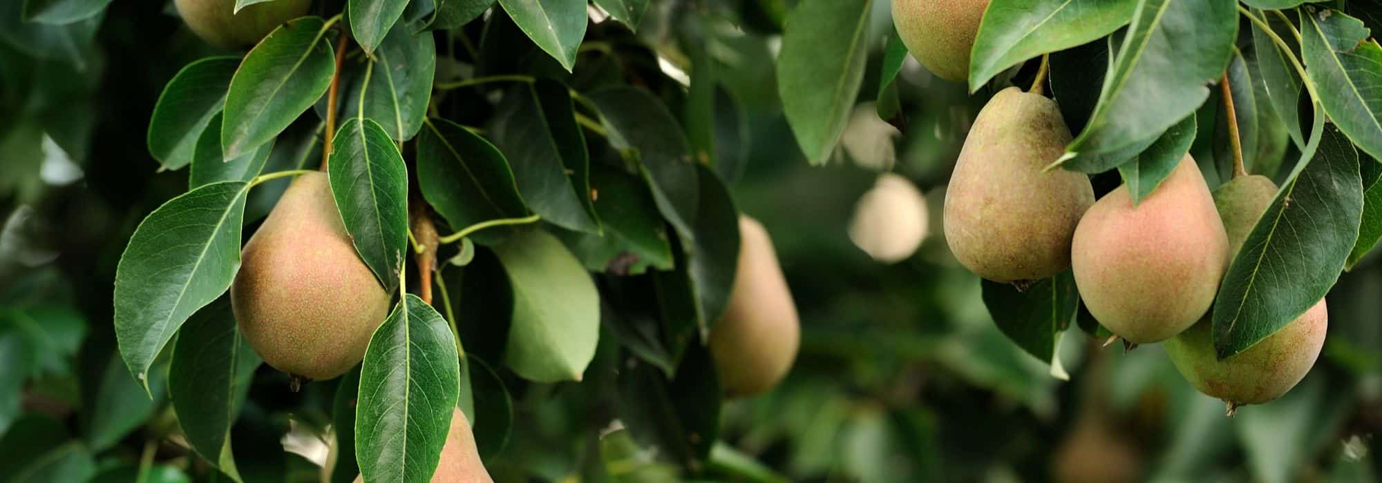 Les fruitiers les plus faciles à cultiver au jardin