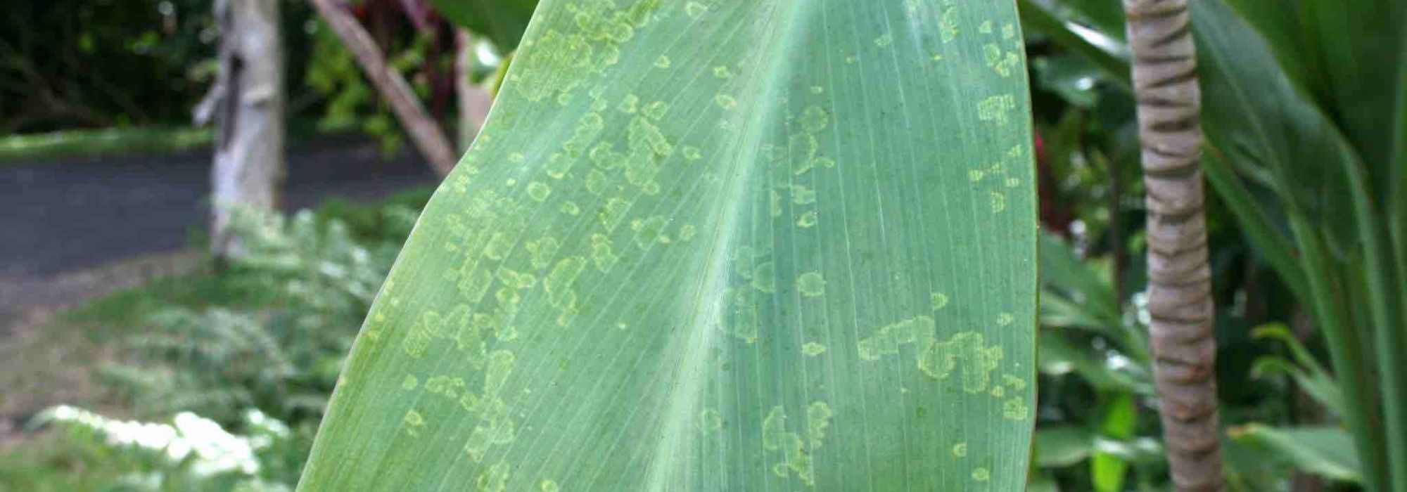 Maladies et parasites de la Cordyline